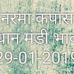 mandi-bhav-29-01-2019 , narma bhav today