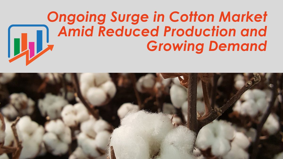 Ongoing Surge in Cotton Market Amid Reduced Production and Growing Demand
