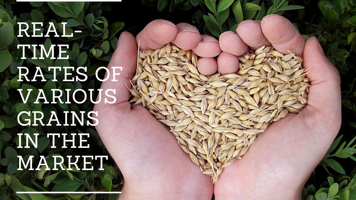 Real-Time Rates of Various Grains in the Market