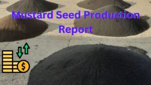 Mustard Seed Production Report