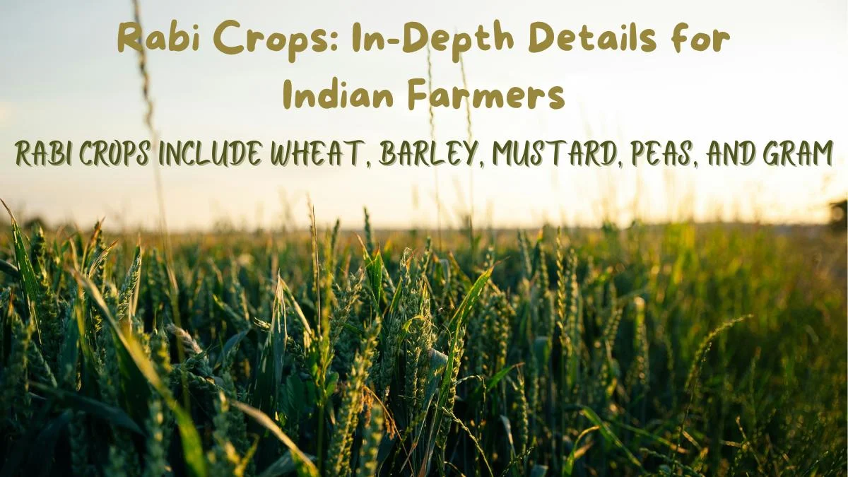 Rabi Crops: In-Depth Details for Indian Farmers