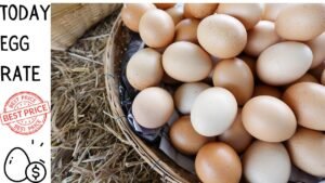 Today Egg Rate